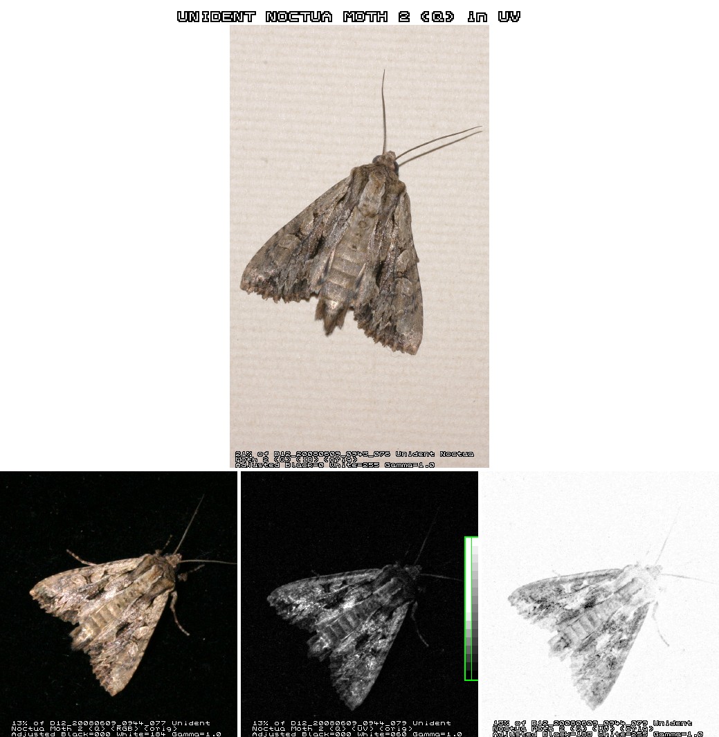 Images in Ultraviolet (UV) Light